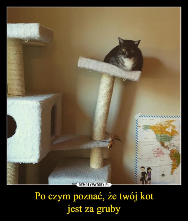 
    Po czym poznać, że twój kot jest za gruby