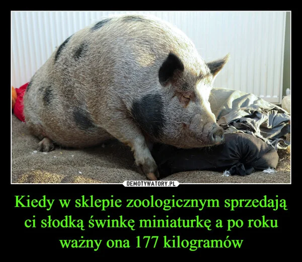 Kiedy w sklepie zoologicznym sprzedają ci słodką świnkę miniaturkę a po roku ważny ona 177 kilogramów