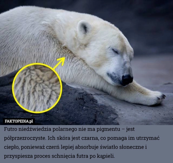 
    Futro niedźwiedzia polarnego nie ma pigmentu – jest półprzezroczyste. Ich