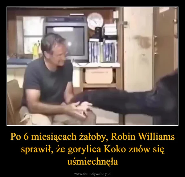 
    Po 6 miesiącach żałoby, Robin Williams sprawił, że gorylica Koko znów się uśmiechnęła