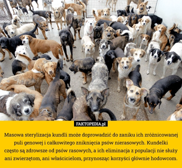 Masowa sterylizacja kundli może doprowadzić do zaniku ich zróżnicowanej