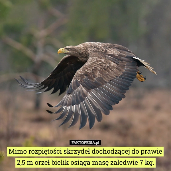 
    Mimo rozpiętości skrzydeł dochodzącej do prawie 2,5 m orzeł bielik osiąga