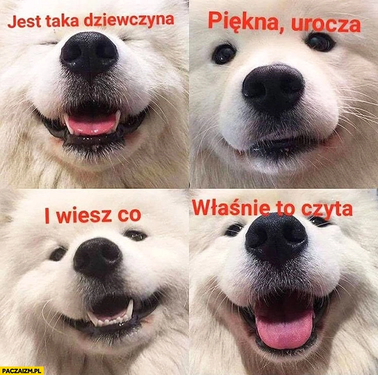 
    Jest taka dziewczyna, piękna, urocza i wiesz co? Właśnie to czyta pies piesek