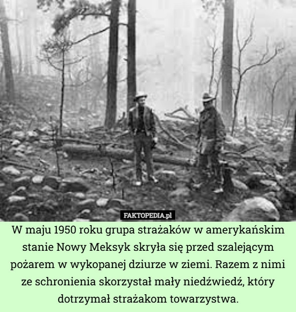 
    W maju 1950 roku grupa strażaków w amerykańskim stanie Nowy Meksyk skryła