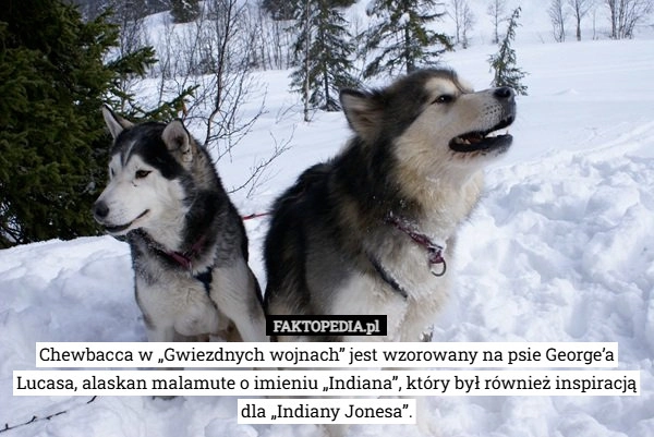 
    Chewbacca w „Gwiezdnych wojnach” jest wzorowany na psie George’a Lucasa,