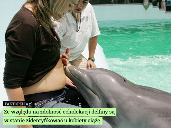 Ze względu na zdolność echolokacji delfiny są
w stanie zidentyfikować u