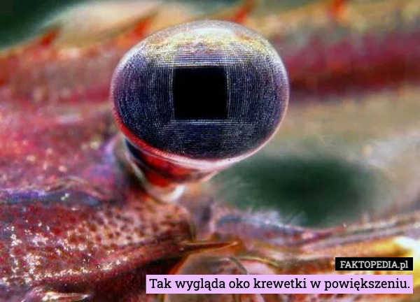 
    Tak wygląda oko krewetki w powiększeniu.