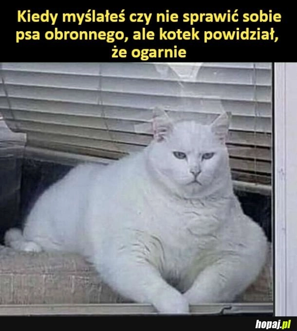 Po co pies jak jest taki kot