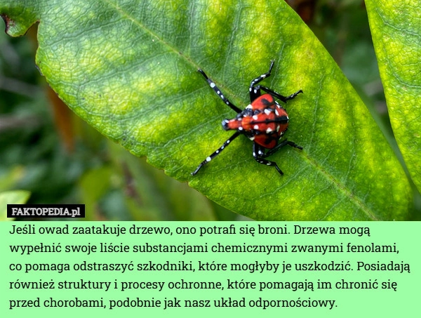 
    Jeśli owad zaatakuje drzewo, ono potrafi się broni. Drzewa mogą wypełnić