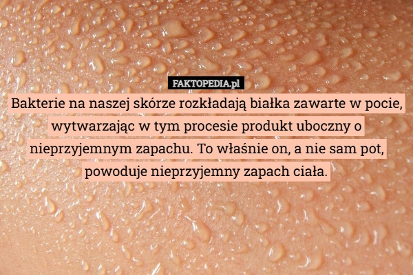 
    Bakterie na naszej skórze rozkładają białka zawarte w pocie, wytwarzając