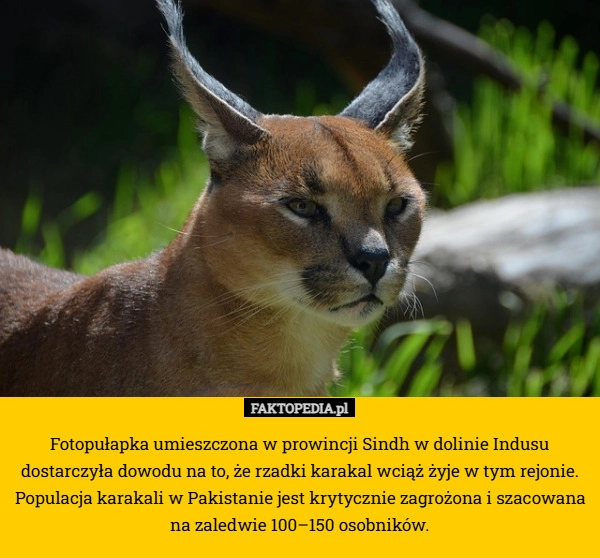 
     Fotopułapka umieszczona w prowincji Sindh w dolinie Indusu dostarczyła