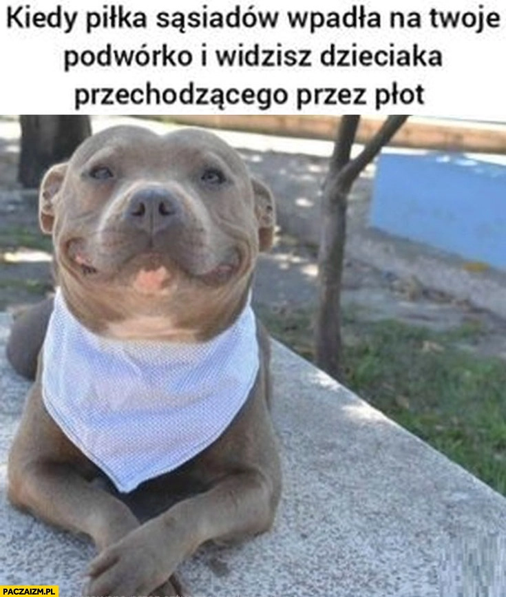 
    Pitbull kiedy piłka sąsiadów wpadła na twoje podwórko i widzisz dzieciaka przechodzącego przez płot