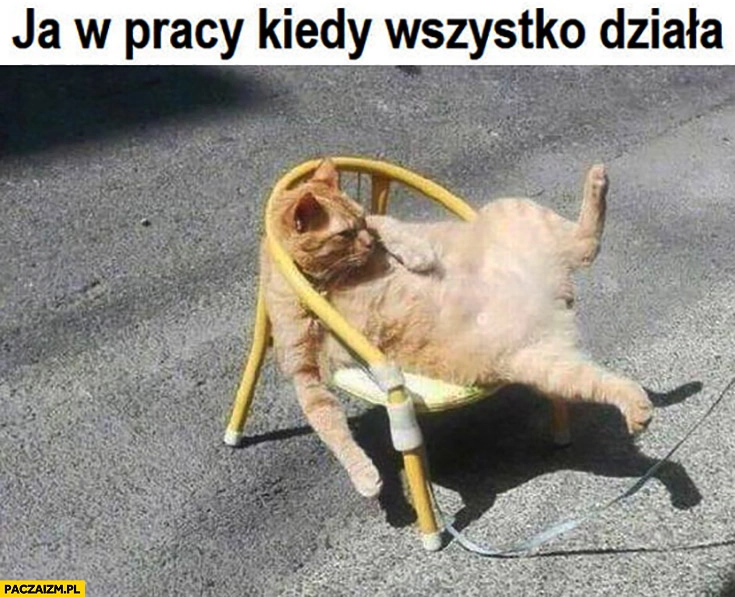 Ja w pracy kiedy wszystko działa kot rozwalony na fotelu