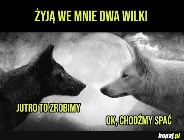 
    Dwa wilki