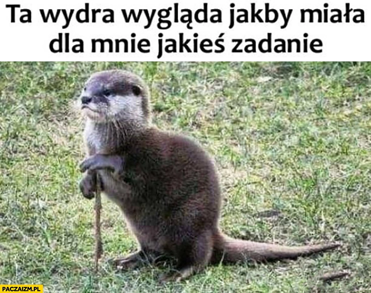 
    Ta wydra wygląda jakby miała dla mnie jakieś zadanie