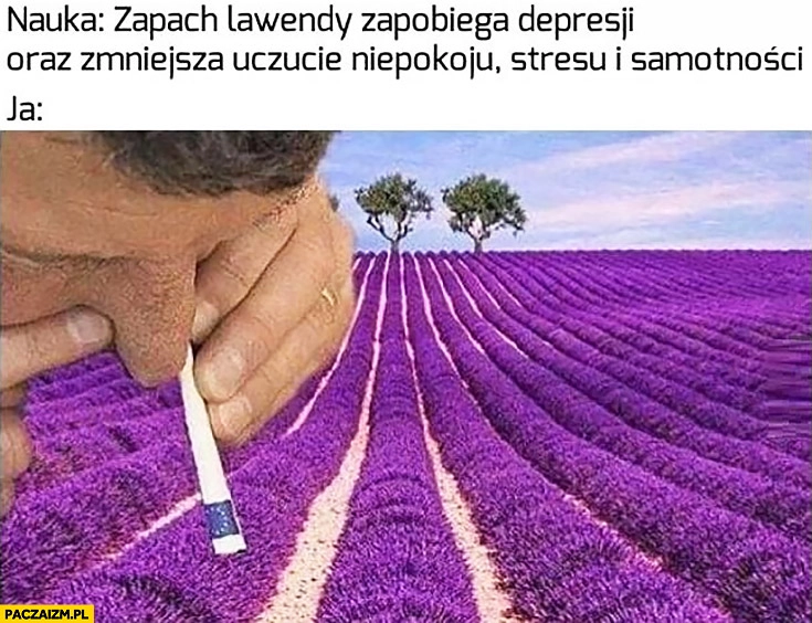 Nauka: zapach lawendy zapobiega depresji, ja: wciągam lawendę banknotem