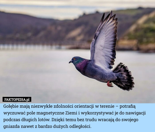 
    Gołębie mają niezwykłe zdolności orientacji w terenie – potrafią wyczuwać