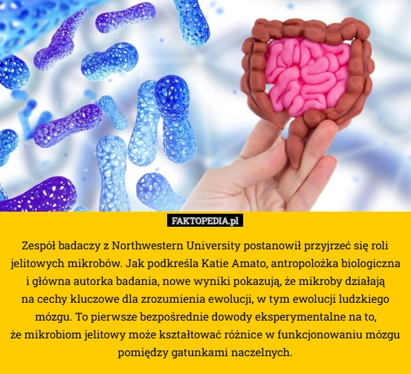 
    Zespół badaczy z Northwestern University postanowił przyjrzeć się roli jelitowych