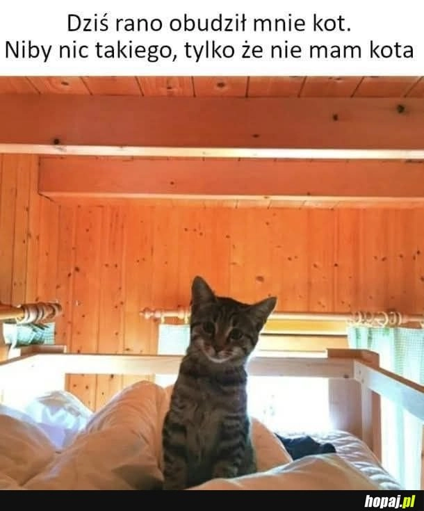 Właśnie po to obudził żeby cię poinformować ze już masz oraz musisz zapieprza po karmę XD