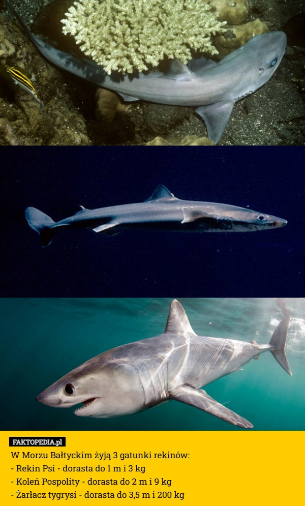 W Morzu Bałtyckim żyją 3 gatunki rekinów:
- Rekin Psi - dorasta do 1 m i