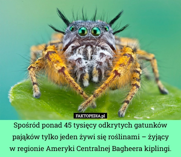 Spośród ponad 45 tysięcy odkrytych gatunków pająków tylko jeden żywi się