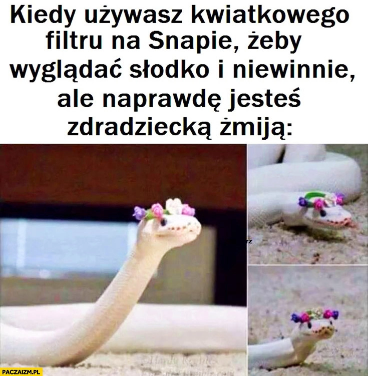 
    Kiedy używasz kwiatkowego filtru na Snapchacie żeby wyglądać słodko i niewinnie ale naprawdę jesteś zdradziecką żmiją
