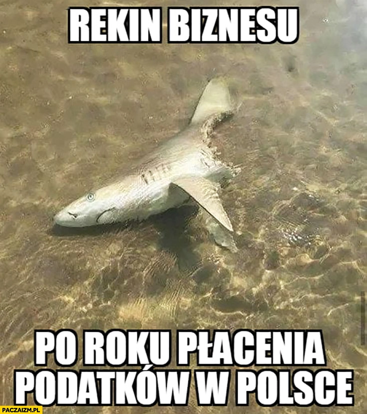 Rekin biznesu po roku płacenia podatków w Polsce zjedzony