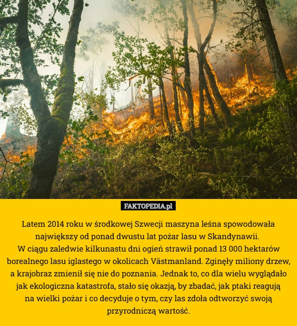 
    Latem 2014 roku w środkowej Szwecji maszyna leśna spowodowała największy