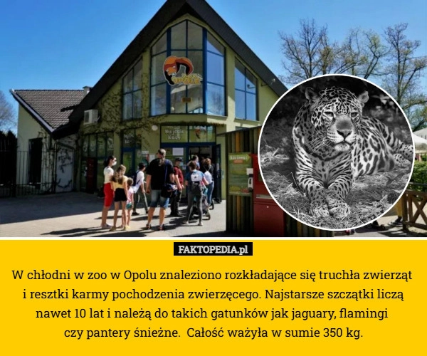 
    W chłodni w zoo w Opolu znaleziono rozkładające się truchła zwierząt 
i