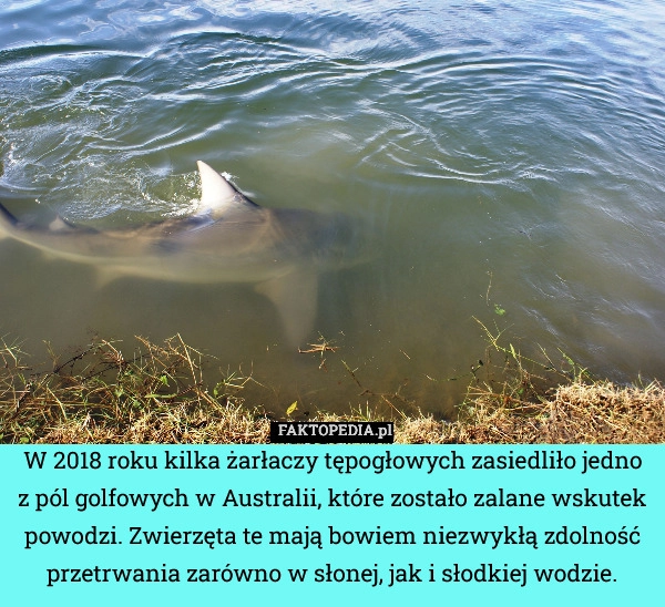 W 2018 roku kilka żarłaczy tępogłowych zasiedliło jedno z pól golfowych