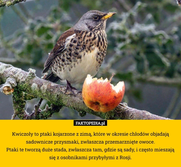 
    Kwiczoły to ptaki kojarzone z zimą, które w okresie chłodów objadają sadownicze