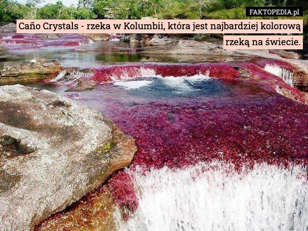 
    Caño Crystals - rzeka w Kolumbii, która jest najbardziej kolorową rzeką