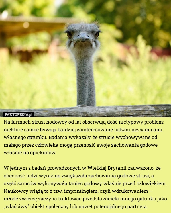 
    Na farmach strusi hodowcy od lat obserwują dość nietypowy problem: niektóre...