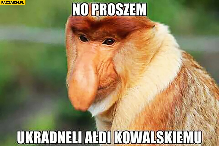 No proszę ukradli Audi Kowalskiemu zadowolony Typowy Polak nosacz