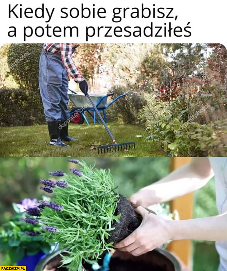 Kiedy sobie grabisz a potem przesadziłeś praca w ogrodzie powiedzenie