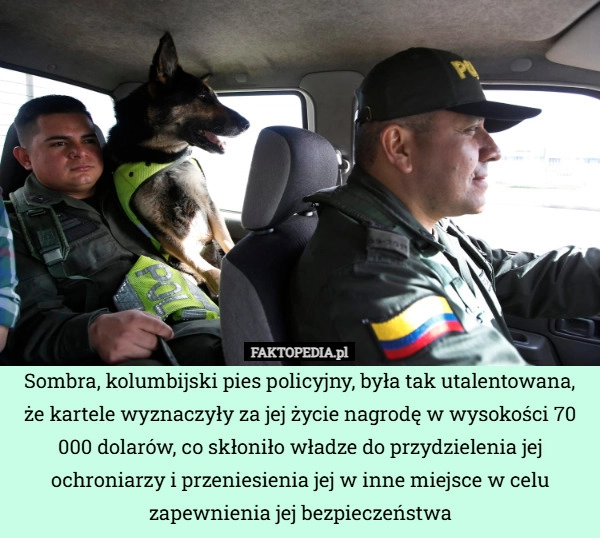 Sombra, kolumbijski pies policyjny, była tak utalentowana, że ​​kartele
