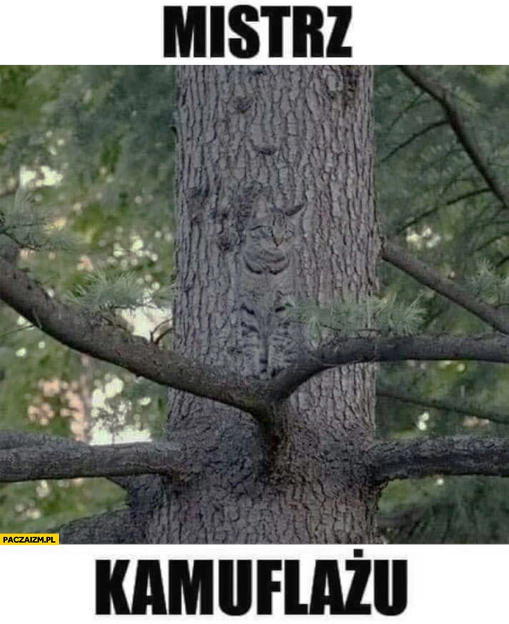 Mistrz kamuflażu kot na tle drzewa