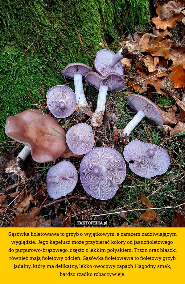 
    Gąsówka fioletowawa to grzyb o wyjątkowym, a zarazem zadziwiającym wyglądzie.