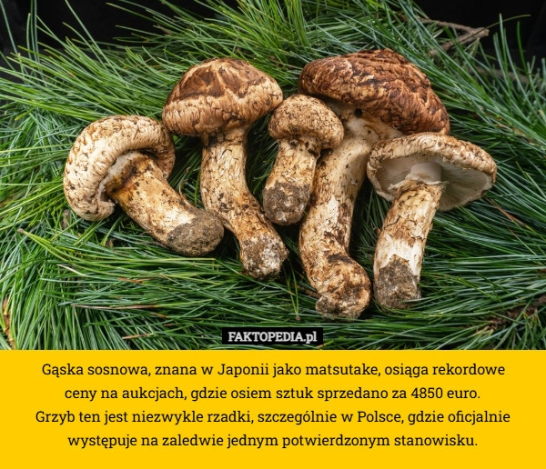 
    Gąska sosnowa, znana w Japonii jako matsutake, osiąga rekordowe
 ceny na