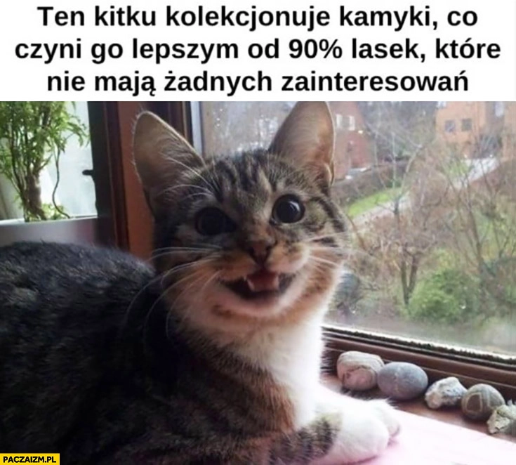 Ten kitku kolekcjonuje kamyki co czyni go lepszym od 90% procent lasek które nie mają żadnych zainteresowań