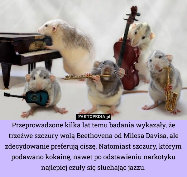 
    Przeprowadzone kilka lat temu badania wykazały, że trzeźwe szczury wolą