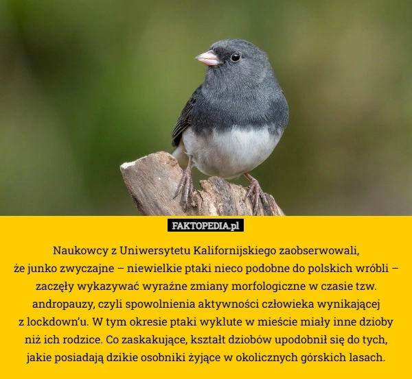 Naukowcy z Uniwersytetu Kalifornijskiego zaobserwowali,
 że junko zwyczajne