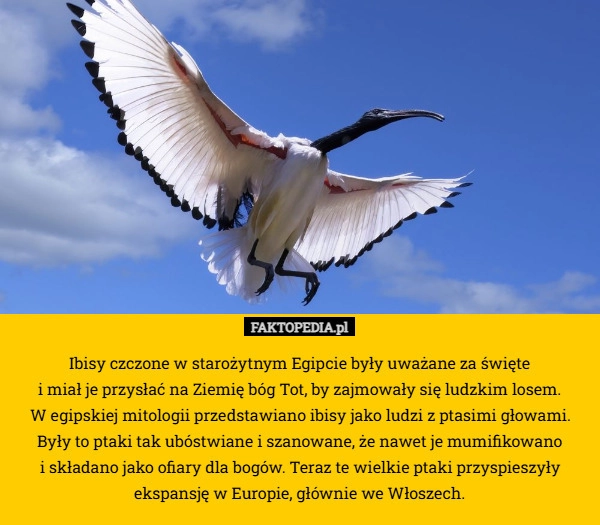 
    Ibisy czczone w starożytnym Egipcie były uważane za święte
 i miał je przysłać