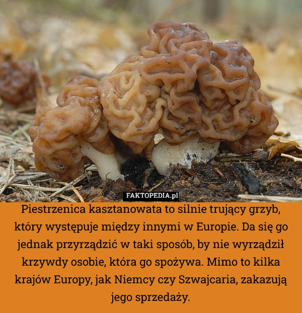 Piestrzenica kasztanowata to silnie trujący grzyb, który występuje między