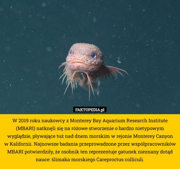
    W 2019 roku naukowcy z Monterey Bay Aquarium Research Institute (MBARI)
