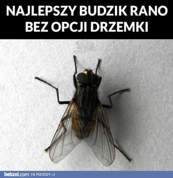 Najlepszy budzik 