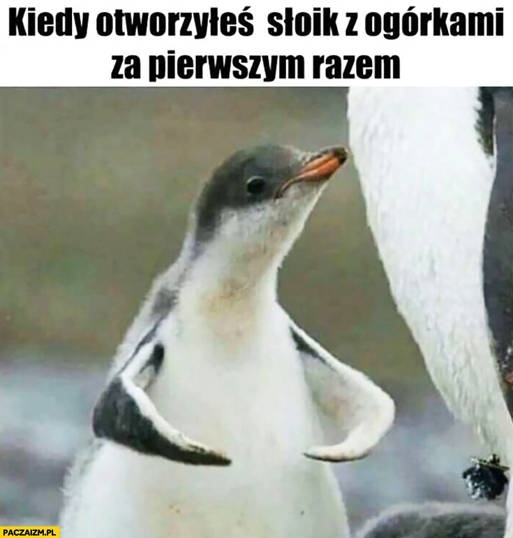 
    Kiedy otworzyłeś słoik z ogórkami za pierwszym razem silny pingwinek