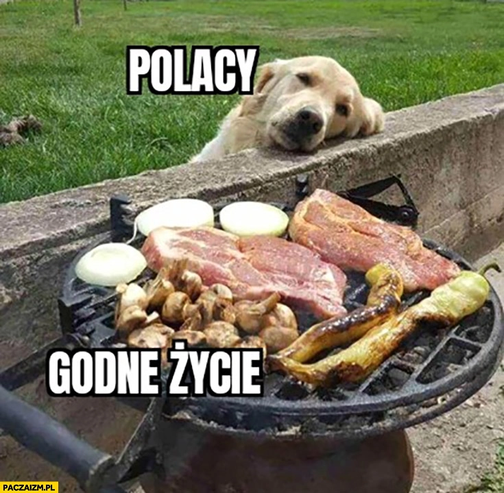 Polacy godne życie pies patrzący na mięso na grillu