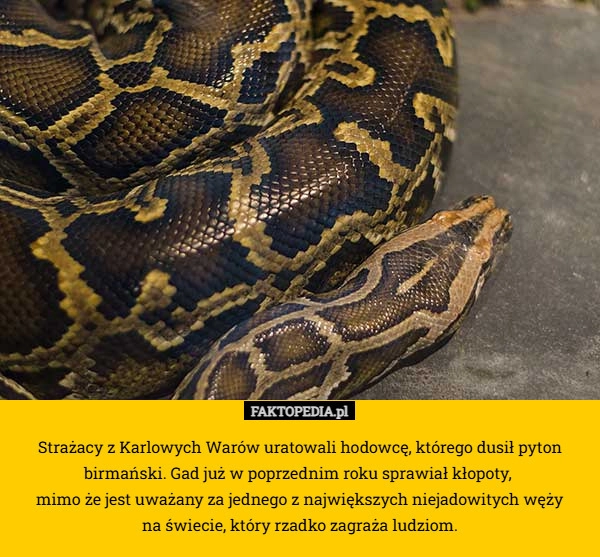 Strażacy z Karlowych Warów uratowali hodowcę, którego dusił pyton birmański.