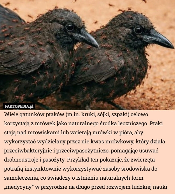 
    Wiele gatunków ptaków (m.in. kruki, sójki, szpaki) celowo korzystają z mrówek